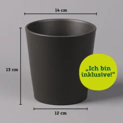 Nestfarn, Mit Keramiktopf Dallas Anthrazit, Topf-Ø12cm, Höhe Ca. 35 Cm, 2er-Set -Zimmer & Garten Verkäufe 021010 Dallas anthrazit 14cm mit Abmessungen 111824 19