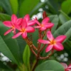 Frangipani, Rosarot, Topf-Ø 22/26 Cm