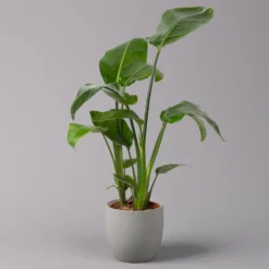 Strelitzia Nicolai, Topf-Ø 17 Cm, Höhe Ca. 55 Cm