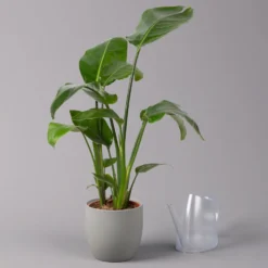 Strelitzia Nicolai, Topf-Ø 17 Cm, Höhe Ca. 55 Cm -Zimmer & Garten Verkäufe 0210104742 Strelitzia nicolai T17 3