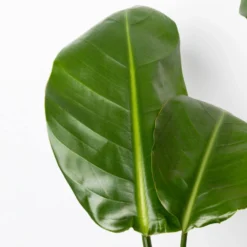 Strelitzia Nicolai, Topf-Ø 17 Cm, Höhe Ca. 55 Cm -Zimmer & Garten Verkäufe 0210104742 Strelitzia nicolai T17 4