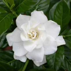 Gardenie, Mit Keramiktopf Dallas Anthrazit, Topf-Ø 13 Cm -Zimmer & Garten Verkäufe 0210130020 0210130058 0210130059 Gardenia jasminoides 1