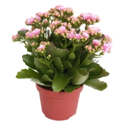 Kalanchoe 'Calandiva'®, Rosa-weiß, Topf-Ø 12 Cm, Höhe Ca. 27,5 Cm, 6er-Set -Zimmer & Garten Verkäufe 0210350156 Kalanchoe Cal rosa weiss