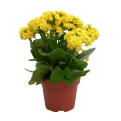 Kalanchoe 'Calandiva'®, Gelb, Topf-Ø 12 Cm, Höhe Ca. 27,5 Cm, 6er-Set -Zimmer & Garten Verkäufe 0210350157 Kalanchoe Cal gelb