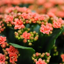 Kalanchoe 'Calandiva'®, Orange, Topf-Ø 12 Cm, Höhe Ca. 27,5 Cm, 6er-Set -Zimmer & Garten Verkäufe 0210350158 Kalanchoe Cal orange 12cm T H 26cm
