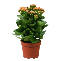 Kalanchoe 'Calandiva'®, Orange, Topf-Ø 12 Cm, Höhe Ca. 27,5 Cm, 6er-Set -Zimmer & Garten Verkäufe 0210350158 Kalanchoe Cal orange