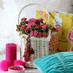 Kalanchoe 'Calandiva'®, Violett, Topf-Ø 12 Cm, Höhe Ca. 27,5 Cm, 6er-Set -Zimmer & Garten Verkäufe 0210350159 Kalanchoe cal violett2