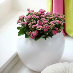 Kalanchoe 'Calandiva'®, Rosa, Topf-Ø 12 Cm, Höhe Ca. 27,5 Cm, 6er-Set -Zimmer & Garten Verkäufe 0210350167 Kalanchoe Cal rosa1