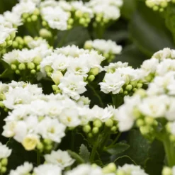 Zimmer & Garten Verkäufe -Zimmer & Garten Verkäufe 0210350168 Kalanchoe Cal weiss 12cm T H26cm