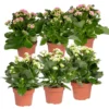 Kalanchoe 'Calandiva'®, Weiß & Rosa, Topf-Ø 12 Cm, Höhe Ca. 20-30 Cm, 6er-Set