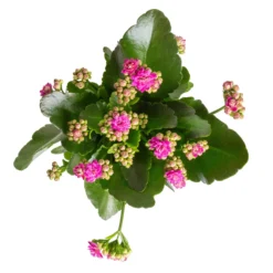 Kalanchoe 'Calandiva'®, Gelb&violett, Topf-Ø 12 Cm, Höhe Ca. 20-30 Cm, 6er-Set -Zimmer & Garten Verkäufe 0210350382 Kalanchoe violett 6er Set 6xviolett 1 1