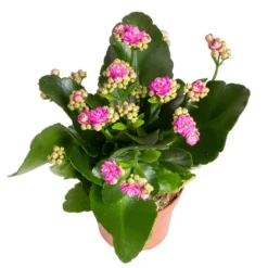 Kalanchoe 'Calandiva'®, Rot&violett, Topf-Ø 12 Cm, Höhe Ca. 20-30 Cm, 6er-Set -Zimmer & Garten Verkäufe 0210350382 Kalanchoe violett 6er Set 6xviolett 3