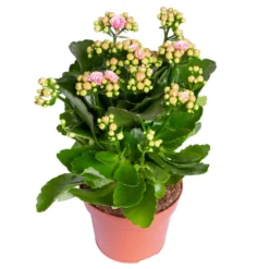 Kalanchoe 'Calandiva'®, Rosa-weiß, Topf-Ø 12 Cm, Höhe Ca. 27,5 Cm, 6er-Set -Zimmer & Garten Verkäufe 0210350383 Kalanchoe rosa weiss 6er Set 6xrosa weiss 1