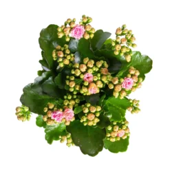Kalanchoe 'Calandiva'®, Rosa-weiß, Topf-Ø 12 Cm, Höhe Ca. 27,5 Cm, 6er-Set -Zimmer & Garten Verkäufe 0210350383 Kalanchoe rosa weiss 6er Set 6xrosa weiss 2