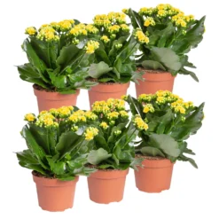 Ausgewählte Produkte -Zimmer & Garten Verkäufe 0210350384 Kalanchoe gelb 6er Set 6xgelb 1