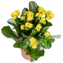 Kalanchoe 'Calandiva'®, Gelb, Topf-Ø 12 Cm, Höhe Ca. 27,5 Cm, 6er-Set -Zimmer & Garten Verkäufe 0210350384 Kalanchoe gelb 6er Set 6xgelb 2 1