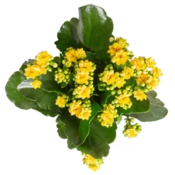 Kalanchoe 'Calandiva'®, Rot&gelb, Topf Topf-Ø 12 Cm, Höhe Ca. 20-30cm, 6er-Set -Zimmer & Garten Verkäufe 0210350384 Kalanchoe gelb 6er Set 6xgelb 3