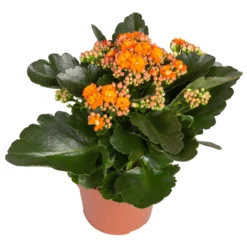 Kalanchoe 'Calandiva'®, Rot&orange, Topf-Ø 12 Cm, Höhe Ca. 20-30 Cm, 6er-Set -Zimmer & Garten Verkäufe 0210350385 Kalanchoe orange 6er Set 6xorange 2