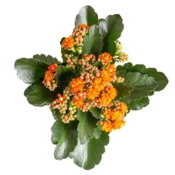 Ausgewählte Produkte -Zimmer & Garten Verkäufe 0210350385 Kalanchoe orange 6er Set 6xorange 3 2