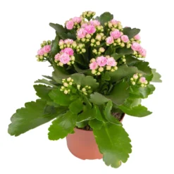 Kalanchoe 'Calandiva'®, Rosa, Topf-Ø 12 Cm, Höhe Ca. 27,5 Cm, 6er-Set -Zimmer & Garten Verkäufe 0210350386 Kalanchoe rosa 6er Set 6xrosa 1 1