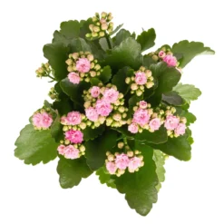 Kalanchoe 'Calandiva'®, Weiß & Rosa, Topf-Ø 12 Cm, Höhe Ca. 20-30 Cm, 6er-Set -Zimmer & Garten Verkäufe 0210350386 Kalanchoe rosa 6er Set 6xrosa 2