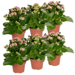 Ausgewählte Produkte -Zimmer & Garten Verkäufe 0210350386 Kalanchoe rosa 6er Set 6xrosa 5