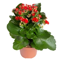 Kalanchoe 'Calandiva'®, Weiß & Rot, Topf-Ø 12 Cm, Höhe Ca. 20-30 Cm, 6er-Set -Zimmer & Garten Verkäufe 0210350387 Kalanchoe rot 6er Set 6xrot 21 3