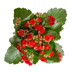 Kalanchoe 'Calandiva'®, Rot, Topf-Ø 12 Cm, Höhe Ca. 27,5 Cm, 6er-Set -Zimmer & Garten Verkäufe 0210350387 Kalanchoe rot 6er Set 6xrot 3 4