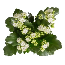 Kalanchoe 'Calandiva'®, Weiß, Topf-Ø 12 Cm, Höhe Ca. 27,5 Cm, 6er-Set -Zimmer & Garten Verkäufe 0210350388 Kalanchoe weiss 6er Set 6xweiss 1 2