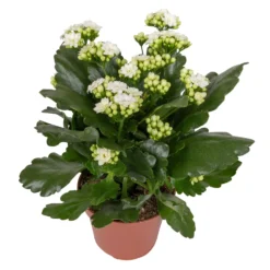 Kalanchoe 'Calandiva'®, Weiß & Rot, Topf-Ø 12 Cm, Höhe Ca. 20-30 Cm, 6er-Set -Zimmer & Garten Verkäufe 0210350388 Kalanchoe weiss 6er Set 6xweiss 2
