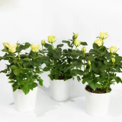 Rose Mit Topf Dallas Weiß, Topf-Ø 13 Cm, 3er-Set