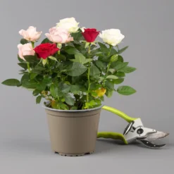 Rose 'Infinity' Rosa-weiß & Rot, Topf-Ø 14 Cm, 2er-Set -Zimmer & Garten Verkäufe 0210550267 rosen trio gemischt 6 122765