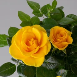 Rose 'Infinity' Gelb, Topf-Ø 14 Cm, 2er-Set -Zimmer & Garten Verkäufe 0210550297 rose gelb 3 122755