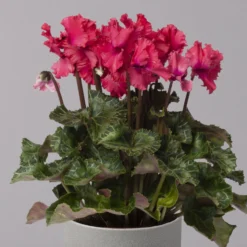 Alpenveilchen, Rot, Gefranst, Topf-Ø 10,5 Cm, Höhe Ca. 23 Cm, 6er-Set -Zimmer & Garten Verkäufe 0210600496 Cyclamen Merengue rot 10cm 3er Set 4 115540