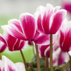 Alpenveilchen, Zweifarbig, Zufällige Farbe, Topf-Ø 13 Cm, Höhe Ca. 30cm, 3er-Set -Zimmer & Garten Verkäufe 0210600497 Cyclamen Halios Fantasia Mix 3er Set 1