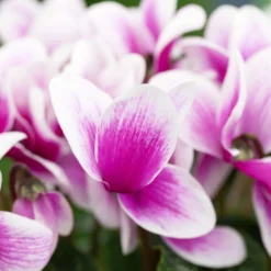 Alpenveilchen, Zweifarbig, Zufällige Farbe, Topf-Ø 13 Cm, Höhe Ca. 30cm, 3er-Set -Zimmer & Garten Verkäufe 0210600497 Cyclamen Halios Fantasia Mix 3er Set 3