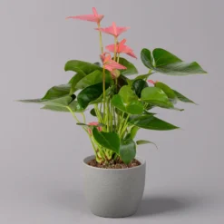 Flamingoblume 'Pink Champion', Pink, Topf-Ø 12 Cm, Höhe Ca. 35 Cm,