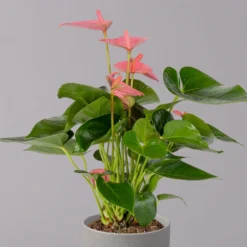 Flamingoblume 'Pink Champion', Topf-Ø 12 Cm, Höhe Ca. 35 Cm -Zimmer & Garten Verkäufe 0210650281 Anthurium Andreanum Pink Champion 12cm 2 114743 1