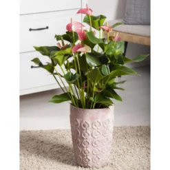 Flamingoblume 'Pink Champion', Pink, Topf-Ø 12 Cm, Höhe Ca. 35 Cm, -Zimmer & Garten Verkäufe 0210650281 Anthurium Andreanum Pink Champion