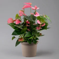 Flamingoblume 'Pink Champion', Pink, Topf-Ø 21 Cm, Höhe Ca. 65 Cm -Zimmer & Garten Verkäufe 0210650450 Anthurium andrPink Champion T21 H65 1 126767