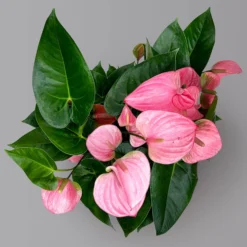 Flamingoblume 'Pink Champion', Pink, Topf-Ø 21 Cm, Höhe Ca. 65 Cm -Zimmer & Garten Verkäufe 0210650450 Anthurium andrPink Champion T21 H65 5 126764