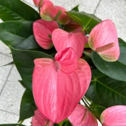 Flamingoblume 'Pink Champion', Pink, Topf-Ø 21 Cm, Höhe Ca. 65 Cm -Zimmer & Garten Verkäufe 0210650450 Anthurium andrPink Champion T21 H65 6 126746
