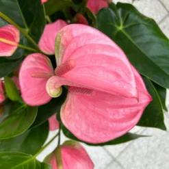 Flamingoblume 'Pink Champion', Pink, Topf-Ø 21 Cm, Höhe Ca. 65 Cm -Zimmer & Garten Verkäufe 0210650450 Anthurium andrPink Champion T21 H65 7 126745