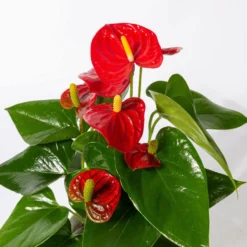 Flamingoblumen Mix Inkl. Übertopf Dallas Weiß, Topf-Ø 12 Cm, 2er-Set -Zimmer & Garten Verkäufe 0210650524 Anthurium pink rot inkl Keramik 3er Set 3 1