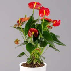 Flamingoblumen Mix Inkl. Übertopf Dallas Weiß, 2er-Set, Topf-Ø 12 Cm, Höhe 30 Cm -Zimmer & Garten Verkäufe 0210650541 Anthurium rot inkl Dallas weiss 2 114752
