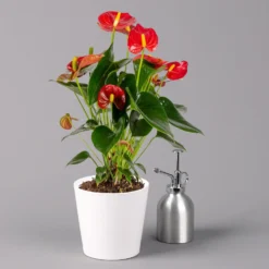 Flamingoblumen Mix Inkl. Übertopf Dallas Weiß, 2er-Set, Topf-Ø 12 Cm, Höhe 30 Cm -Zimmer & Garten Verkäufe 0210650541 Anthurium rot inkl Dallas weiss 3 114753