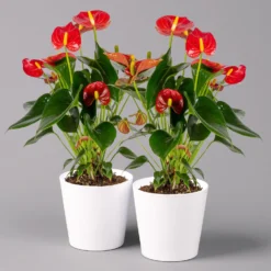 Flamingoblumen Mix Inkl. Übertopf Dallas Weiß, Topf-Ø 12 Cm, 2er-Set