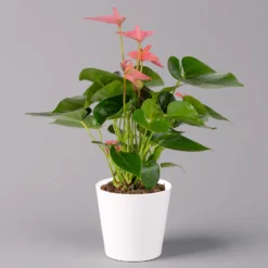 Flamingoblumen Mix Inkl. Übertopf Dallas Weiß, 2er-Set, Topf-Ø 12 Cm, Höhe 30 Cm -Zimmer & Garten Verkäufe 0210650543 Anthurium pink inkl Dallas weiss 1 114757