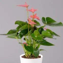 Flamingoblumen Mix Inkl. Übertopf Dallas Weiß, 2er-Set, Topf-Ø 12 Cm, Höhe 30 Cm -Zimmer & Garten Verkäufe 0210650543 Anthurium pink inkl Dallas weiss 2 114758