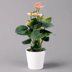 Flamingoblume 'Spirit Champion' Hellrosa, Inkl. Übertopf Dallas, Topf-Ø 12 Cm -Zimmer & Garten Verkäufe 0210650621 Anthurium a Spirit Champion hellrosa T12 Dallas weiss 3 126789